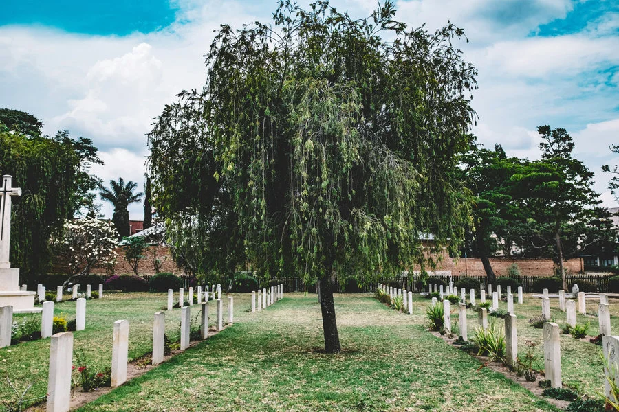 Lone tree on graveyard